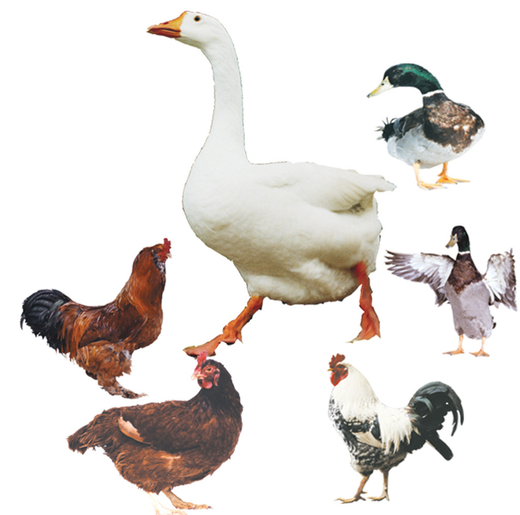 新加坡对荷兰受H5型高致病性禽流感疫情影响地区的禽类产品实施临时进口限制