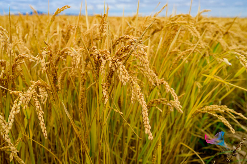 供应担忧，需求强劲，黑海地区小麦出口价格上涨