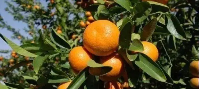 老挝柑橘要来了！预计明年出口量将达5万吨