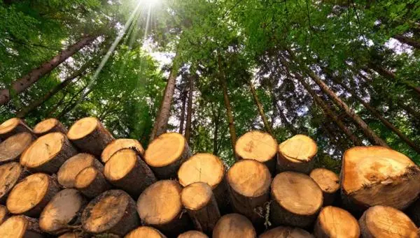 欧亚五国木材出口配额降为零