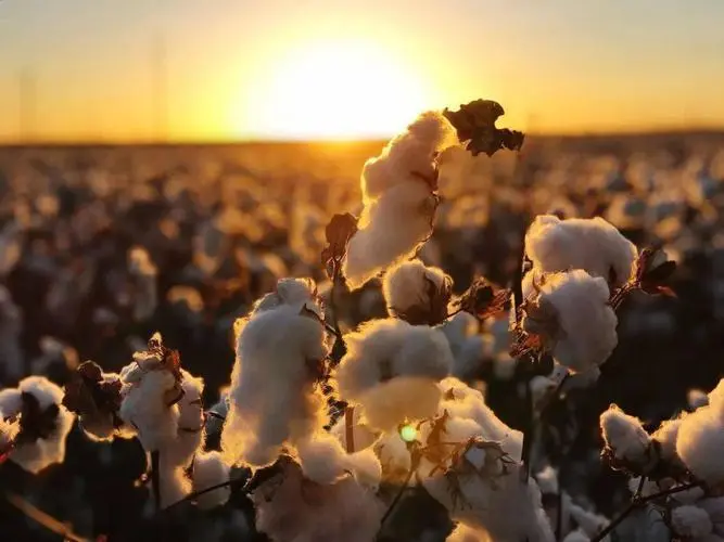 新疆3000多万亩棉花已被陆续收购