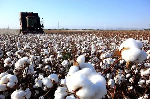 今年澳棉产量料创历史次高水平