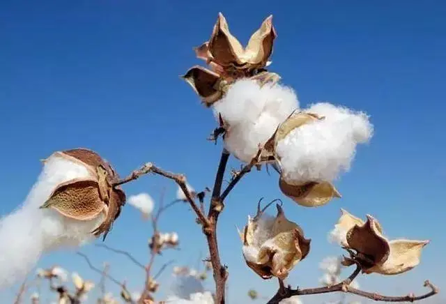 马里棉花改从毛里塔尼亚出口