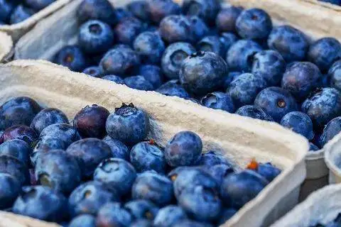 俄罗斯向中国出口100吨冷冻蓝莓