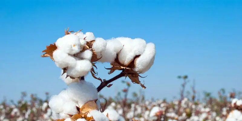 美国：棉花装运有所改善 出口需求活跃