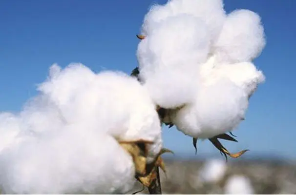 印度棉花协会鼓励提高超长绒棉种植并减少进口
