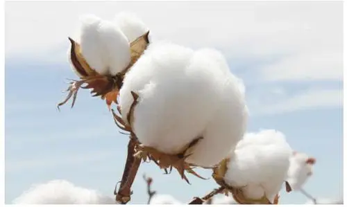 美国棉制品进口旺盛 全球消费保持坚挺