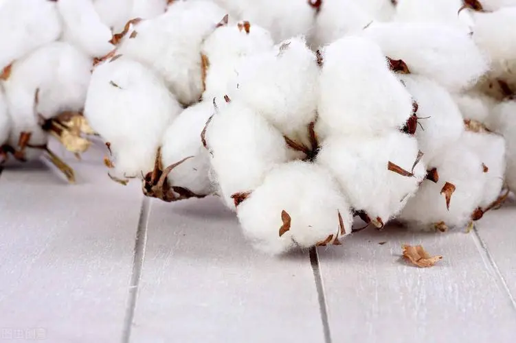 巴西本年度棉花出口下降28%