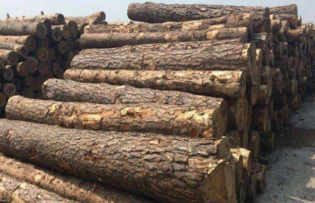 俄罗斯西北部锯木厂将于7月减产