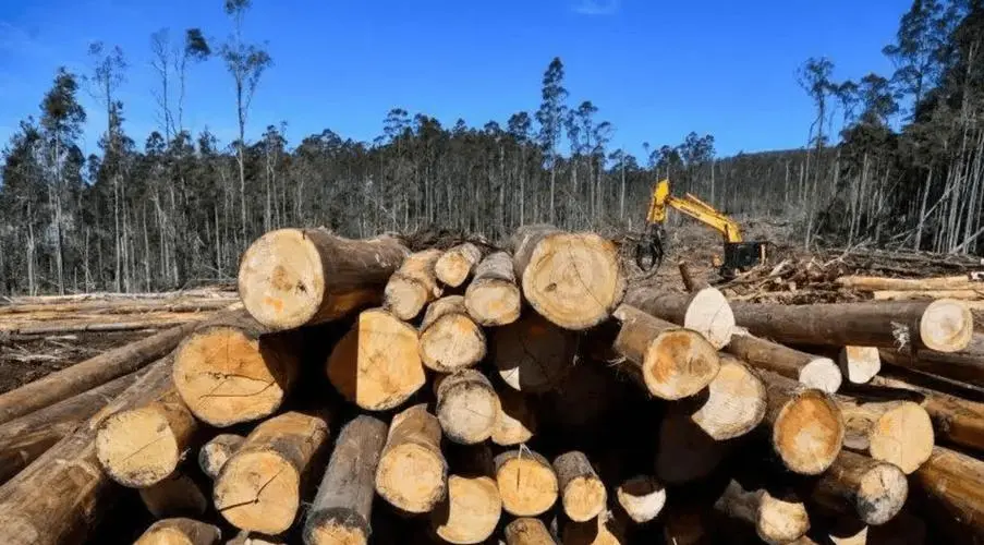木材短缺将成为澳大利亚未来几年的新常态