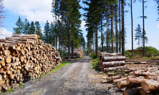 俄罗斯出口中国木材4月价格上涨18%