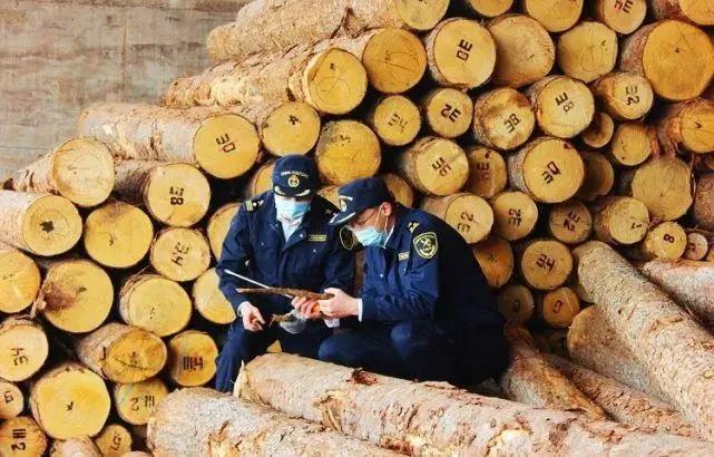 巴西规定：未经处理的木材禁止携带入境