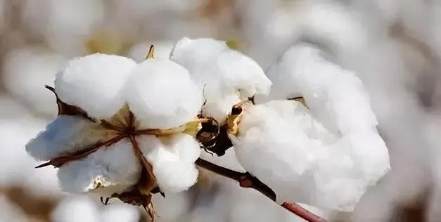 巴西押注可持续棉花生产 目标直指第一大出口国