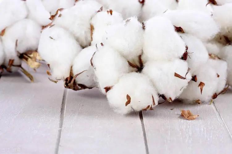 巴西棉花产量预计将至多增长19%