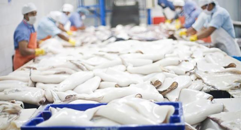 2022年前8个月越南鱿鱼和章鱼出口增长36%！华诚进出口数据观察报道