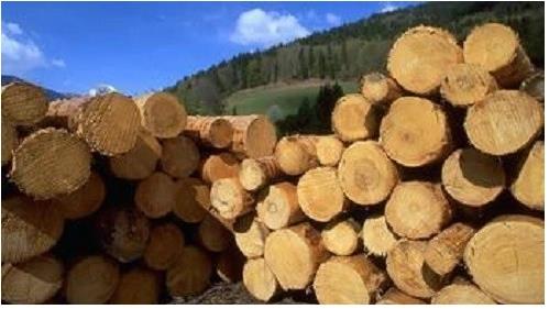 事关木材国际贸易 欧洲木材市场将面临多个新常态
