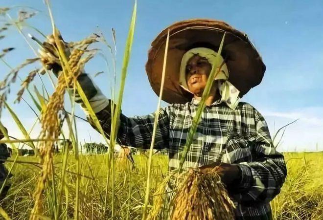 畅通国际贸易通道，对华合作促进柬埔寨农业发展