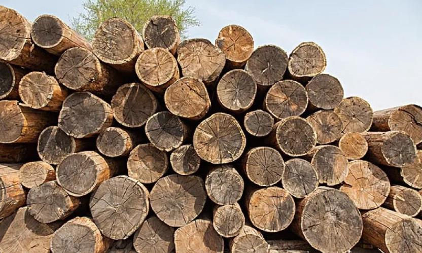 国际贸易新趋势 日本8月木材及其制品价格上涨超20%