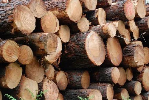 中非国家签订加大打击非法木材出口项目 华诚进出口数据观察报道