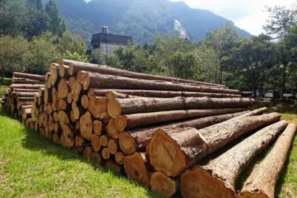 加蓬上半年单板等加工木材出口价值增长55%