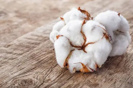 海关数据显示 巴西棉花产量预计将至多增长19%