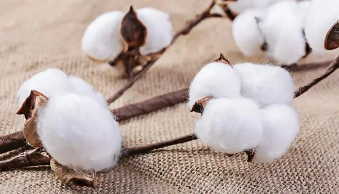 巴西棉花大幅扩种增产 进出口数据显示， 前10个月中国进口增长54%