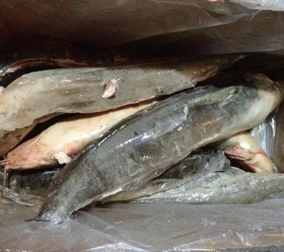 海关数据显示，五年间越南冷冻鲶鱼整鱼对中国的出口增长143%