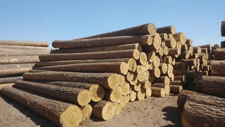俄罗斯供应链困境，木材出口转向中国能行吗？华诚进出口数据观察报道