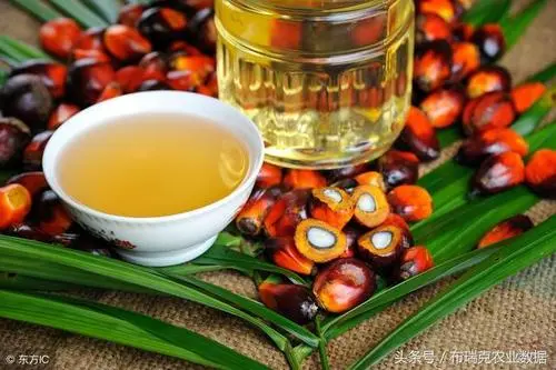 印尼将从5月起允许出口更多棕榈油 华诚进出口数据观察报道